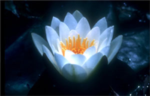 flower-of-light3.jpg
